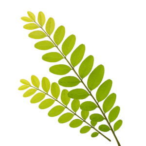 Sunburst Honey Locust