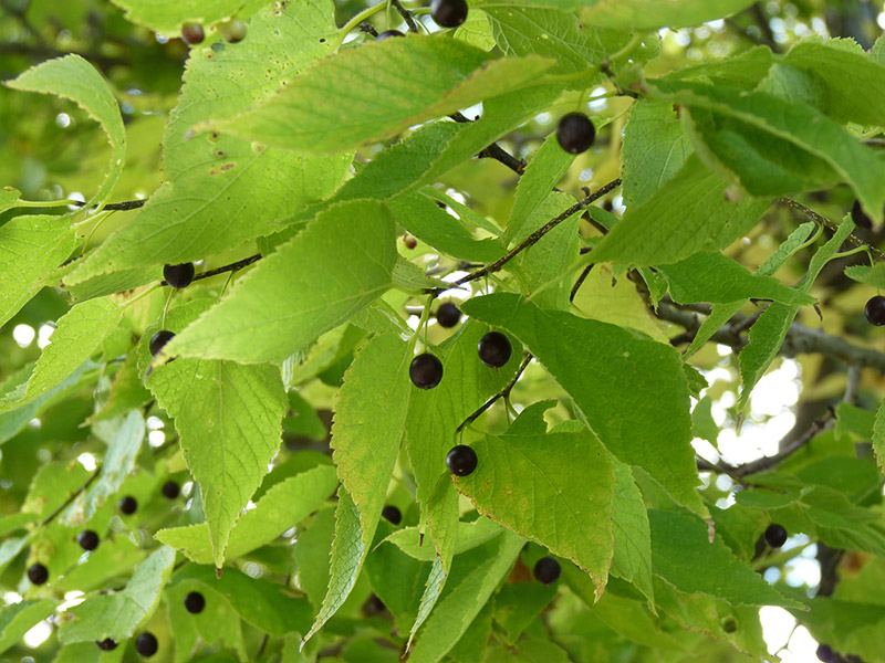 Hackberry