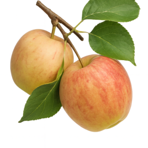 Northern Spy Apple