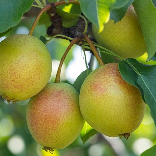 Juicy Jewel Pear Tree - Image 3