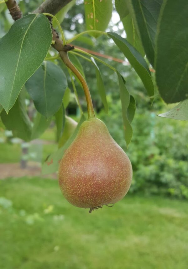 Learn Trees – fruittreeguy.com