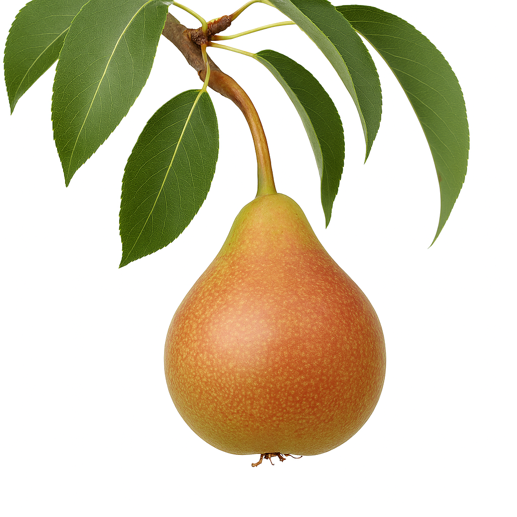 Parker Pear